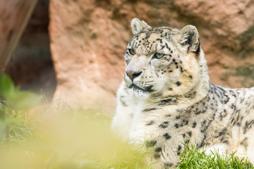 portrait of a leopard