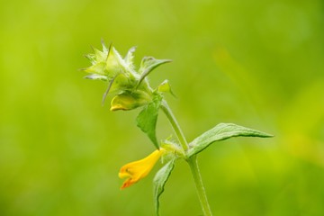 Prunella vulgaris (Prunella vulgaris) is a herbaceous plant of the labiatae family.