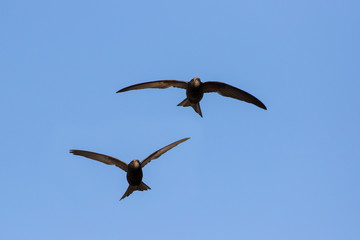 common swift (Apus apus) in flight