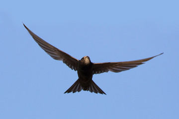 common swift (Apus apus) in flight