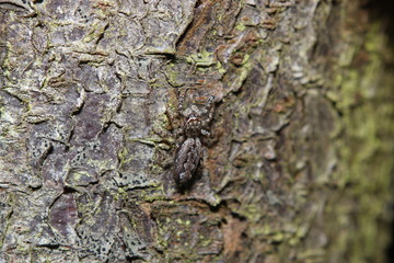 Spiders in the garden in Germany with net and taken as macro in best quality