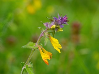 Prunella vulgaris (Prunella vulgaris) is a herbaceous plant of the labiatae family.