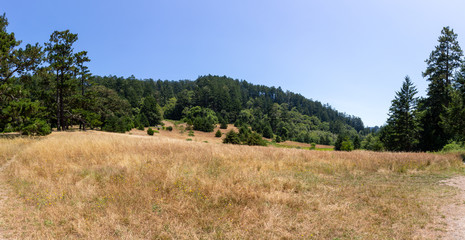Obraz premium Tree Panorama