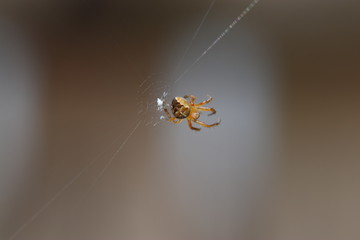 Spiders in the garden in Germany with net and taken as macro in best quality