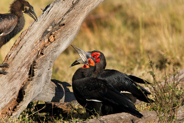 The Southern Ground Hornbill near a tree at Masai Mara, Kenya