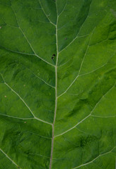 Ivan tea, иван-чай, 