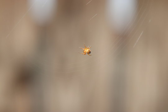 Spiders in the garden in Germany with net and taken as macro in best quality