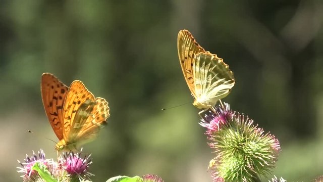 farfalle su cardo, argynis paphia maschio