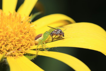 Spiders in the garden in Germany with net and taken as macro in best quality