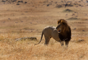 Lions at Masai Mara grassland, Kenya