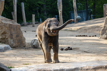 Young elephant honk