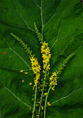 цветок, flower on a green mug