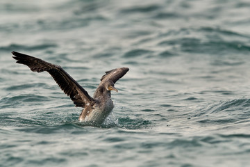 The Socotra cormorant flapping and shaking its wings, Bahrain 