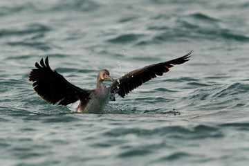 The Socotra cormorant flapping and shaking its wings, Bahrain 