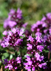 alpenblumen im sommer