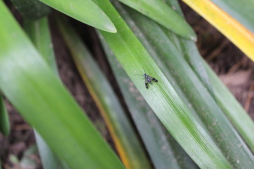 green leaf with water drops