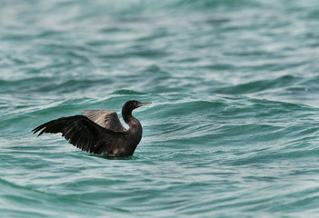 The Socotra cormorant flapping and shaking its wings, Bahrain 