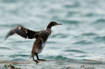 The Socotra cormorant flapping and shaking its wings, Bahrain 