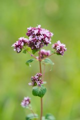 Thyme has miraculous effects on mental well-being. Those who drink a cup of thyme tea in the morning instead of coffee will quickly feel its beneficial effects - mental freshness