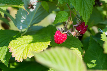 organic raspberries
