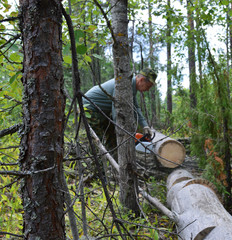 the old man Forester working to cut a fallen tree in the woods on a summer day