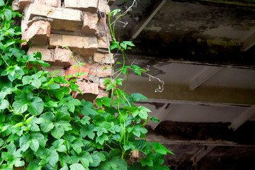 Green hop plant climbing on brick wall fragment of abandoned factory