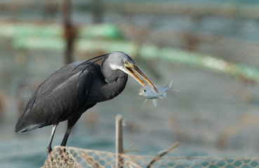 Western reef heron with fish, Bahrain 