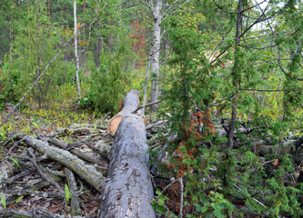 cutting firewood with an axe stedi trees in the forest