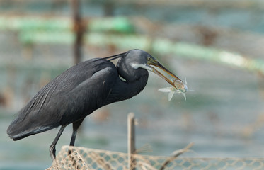 Western reef heron with fish, Bahrain 