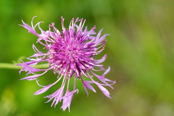 Cornflower meadow is like other cornflowers and pylodárná excellent nectar plant. It blooms until autumn.
