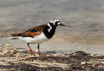 Ruddy turnstone searching food at the coast, bahrain 