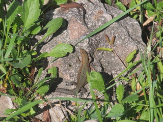 Young lizard basking in the sun. Lacerta agilis. Sand lizard.