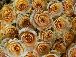 many roses market wallpaper background texture beige yellow