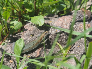 Young lizard basking in the sun. Lacerta agilis. Sand lizard.