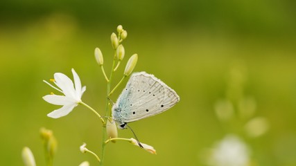 Common Blue (Plebejus idas) is a species of day butterfly of the Lycaenidae family.