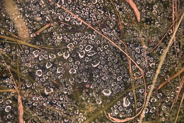 Water drops with ice crust, autumn dry grass and tiny spider web on a frozen puddle