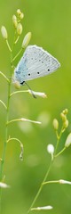 Common Blue (Plebejus idas) is a species of day butterfly of the Lycaenidae family.