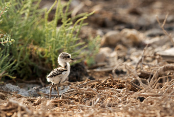 The Kentish plover cheek at Buhair lake, Bahrain 