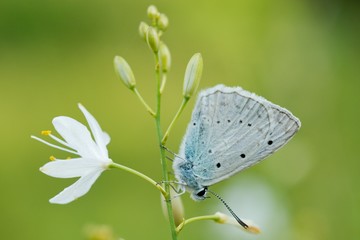 Common Blue (Plebejus idas) is a species of day butterfly of the Lycaenidae family.