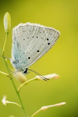 Common Blue (Plebejus idas) is a species of day butterfly of the Lycaenidae family.