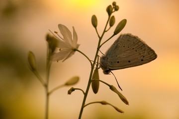 Common Blue (Plebejus idas) is a species of day butterfly of the Lycaenidae family.