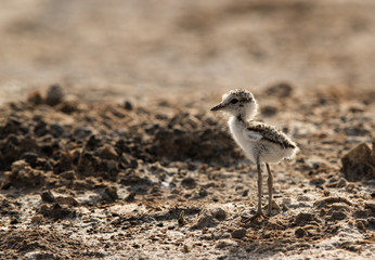 The Kentish plover cheek at Buhair lake, Bahrain 