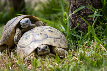 Griechische Landschildkröten bei der Paarung - 280930600