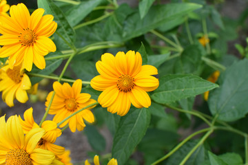 Bright yellow flowers on a background of green leaves.