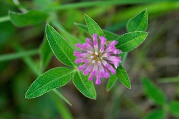 Red clover is known as a medicinal herb. Due to its strong disinfectant effects, it is used to treat diarrhea, vomiting and food poisoning. It is good for detoxifying the body