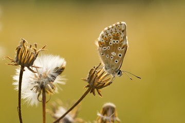 Common Blue (Plebejus idas) is a species of day butterfly of the Lycaenidae family.