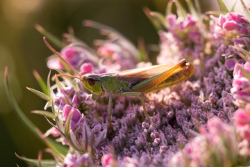 Daucus carota, called Queen Anne's lace in North America, Bishop's lace in England or bird's nest - Wild carrot, or carrot, is one of the predecessors of today's carrot