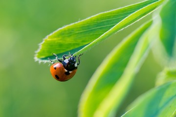 Ladybug (Coccinella septempunctata), also known as ladybug, ladybug or sunshine, is the most common ladybug in Europe.