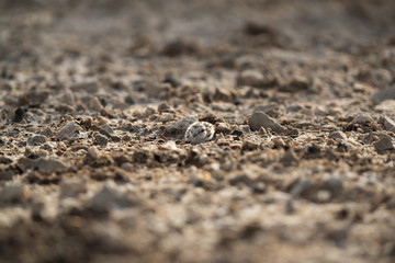 The Kentish plover cheek at Buhair lake, Bahrain 