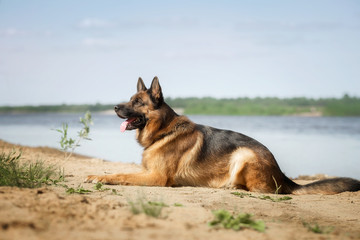 German shepherd dog on a beach